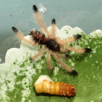 Avicularia avicularia Sling With Mealworm (1/2)