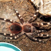 One Stretchy Boi (♂ Acanthoscurria geniculata 3.5")