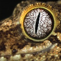 Gargoyle gecko eye