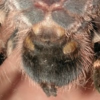 Acanthoscurria geniculata [ventral sexing]