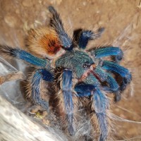 GBB