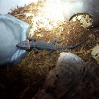 Red-eyed crocodile skink