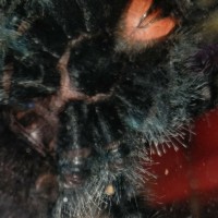 Avicularia avicularia [ventral sexing]