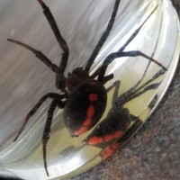 Latrodectus ID?