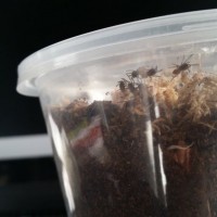 The slings have emerged! (M.Rapax)