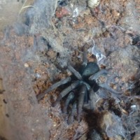 Northern California Spider ID?