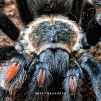 Brachypelma auratum