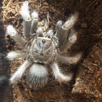 Aphonopelma seemanni Or?