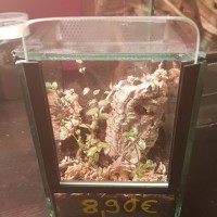 Poecilotheria Metallica sling enclosure/setup