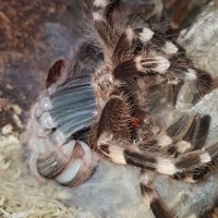 Molting time part 2
