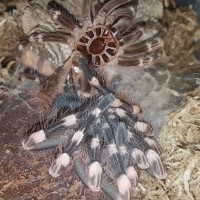 Molting time part 4