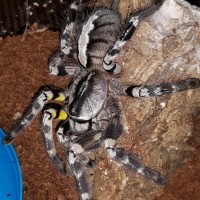 P.regalis