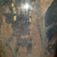 P. regalis