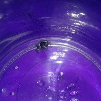 A picture of chimchim my jumping spider