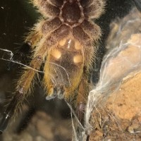 Harpactira pulchripes