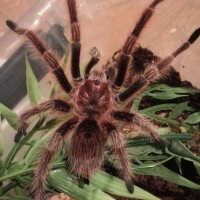 G.rosea red