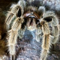 MM Grammostola porteri eating