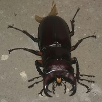 stag beetle