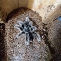 Brachypelma albopilosum