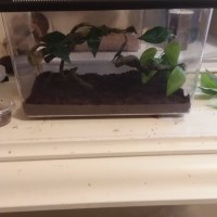 Leucauge venusta enclosure