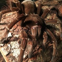 Theraphosa Stirmi