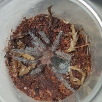 Freshly molted Gr. pulchra