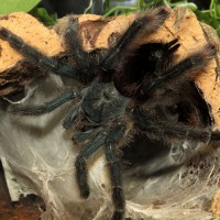 Skyler (♀ Avicularia avicularia 5")