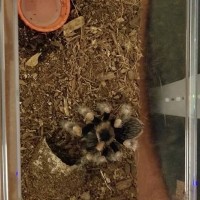 Brachypelma Smithi Enclosure