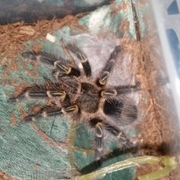 G. pulchripes