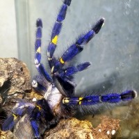 P. metallica