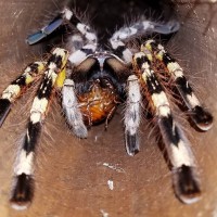 P. fasciata Female 2