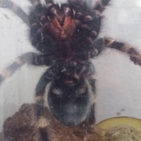 B. Smithi 1