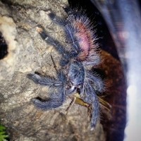 A.Avicularia