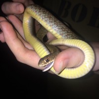 Snake ID