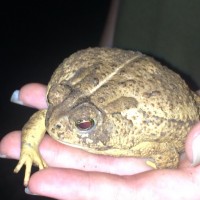 Big ol' Toad