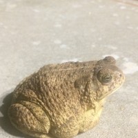 Big ol' Toad 2