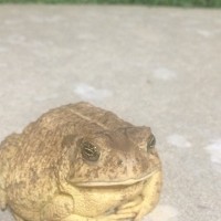 Big ol' Toad 3