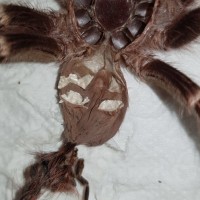 A geniculata