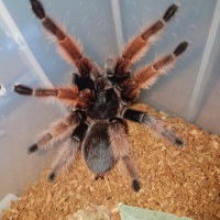 1.0 Brachypelma klaasi