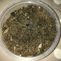 Brachypelma Albopilosum Sling/Juvenile