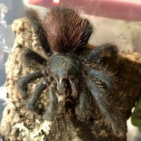 A. Avicularia eating