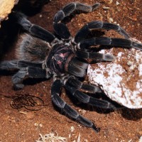 Xenesthis immanis