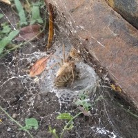 Grass spiders mating?