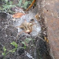 Grass spiders mating?