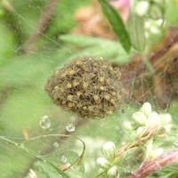 Dolomedes sp