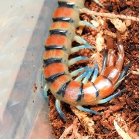 Blue-legged Scolopendra morsitans.