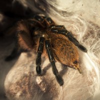 freshly molted 0.1 Harpactira pulchripes