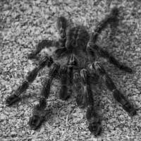 B&W 0.1 Poecilotheria rufilata