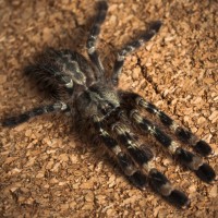 0.1 Poecilotheria fasciata