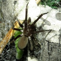 Quite a Meal (♀ Kukulcania hibernalis)